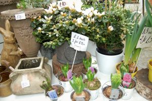 potted plants at Borough Market