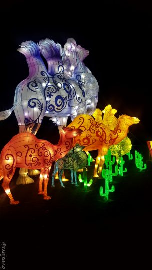 camels at magical lantern festival on www.majeang.com