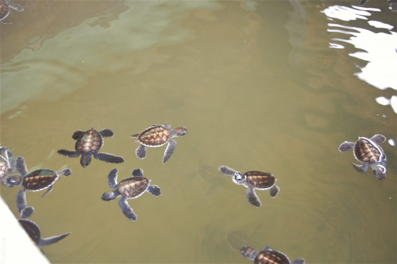 Top 3 Travel websites- Sri Lanka turtle sanctuary