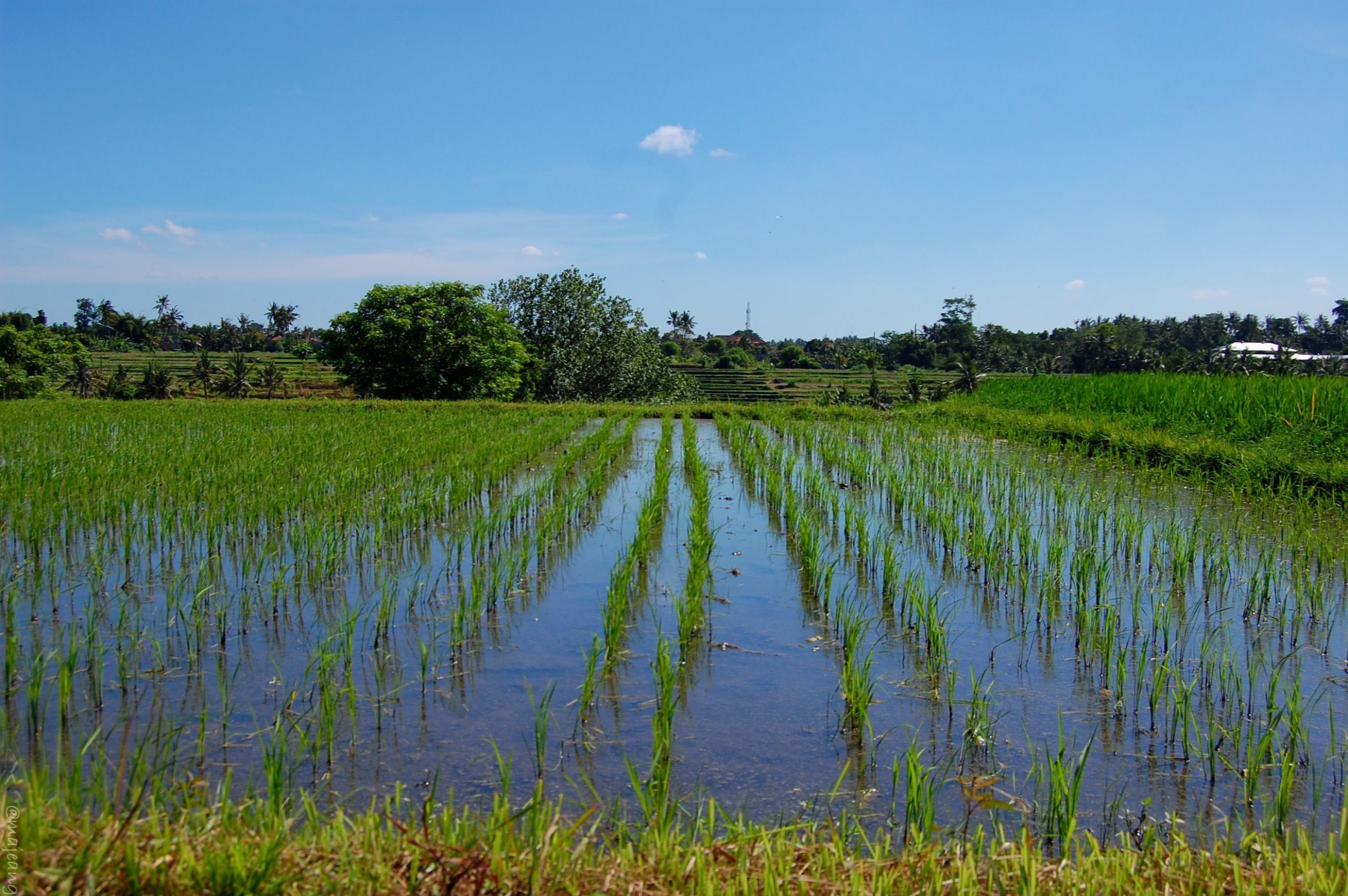 5 things no one tells you about travel - Bali rice field