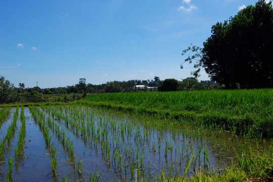 what's so special about Bali- rice farm