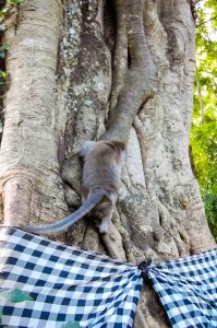 My best ever holiday- monkey on tree