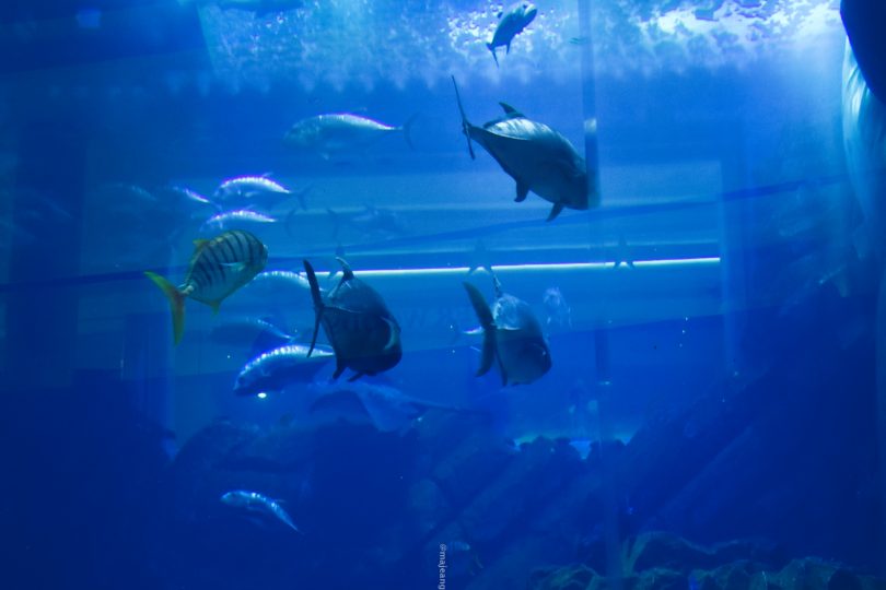 places worth seeing in Dubai - aquarium