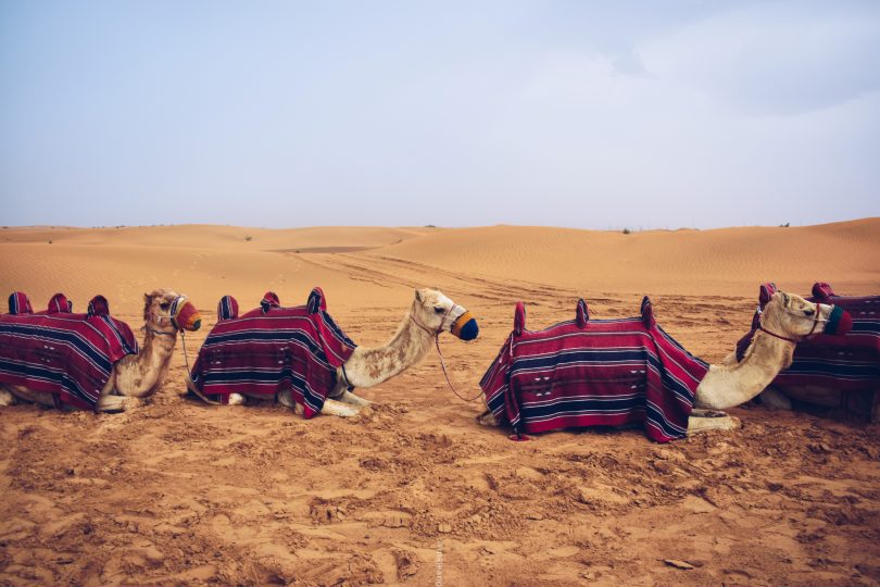 5 places worth seeing in Dubai - camel trio