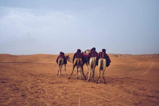how to stay secure online whilst travelling- camels in dubai desert
