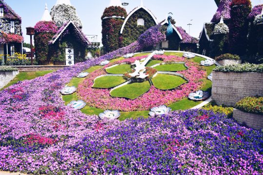 5 travel solutions I wish I knew about- dubai miracle gardens